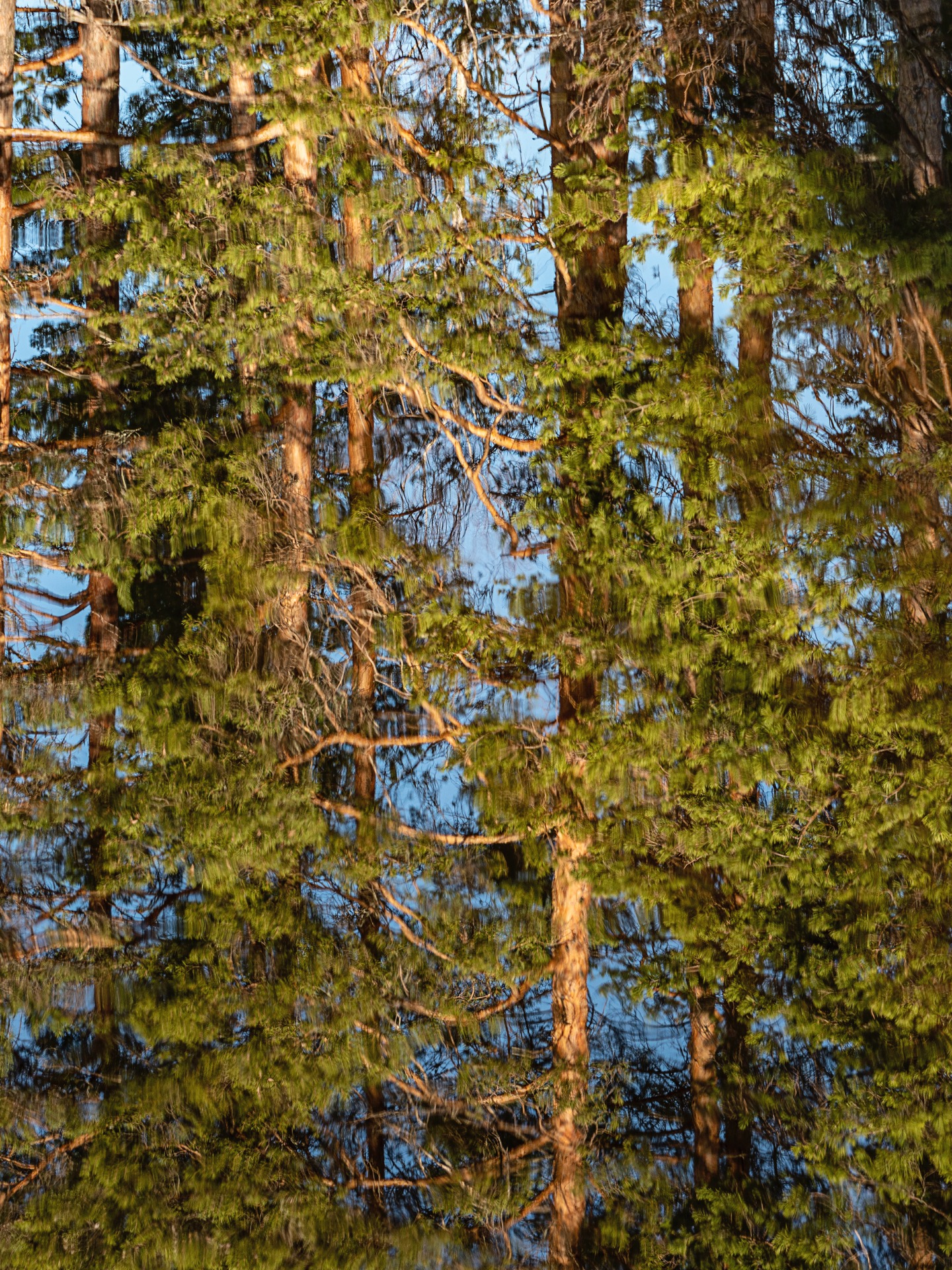 Heijastus metsästä